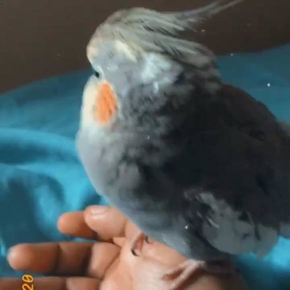 Meet your Posher, Skye - Picture 1 of 1